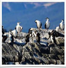 Guanay Cormorant - Colony